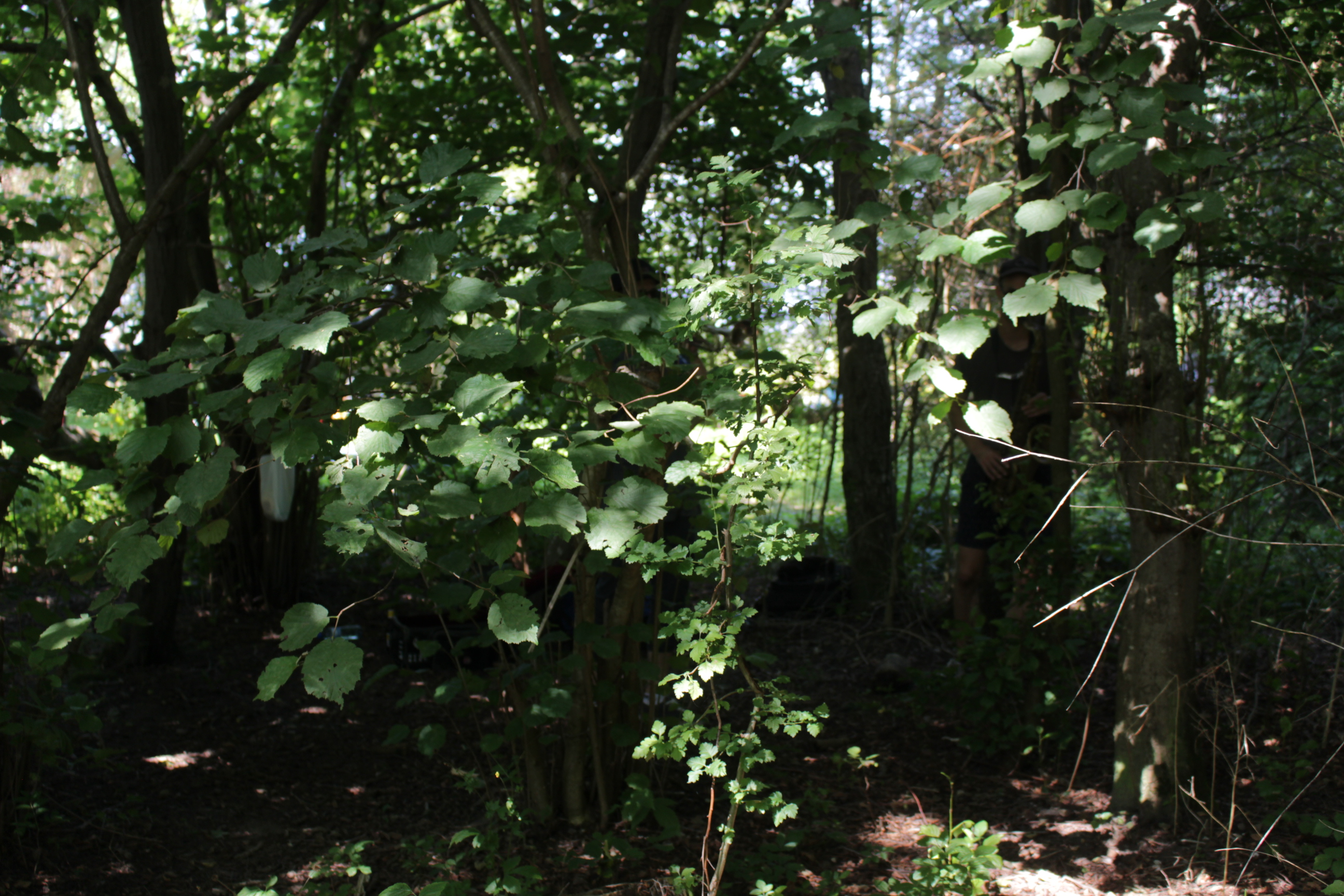 Trompete und Saxophon füllen den Wald mit Klang (siehst du sie?)